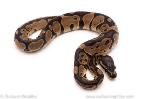 Africa Import Dinker Ball Python for sale