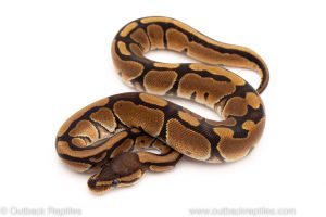 Africa Import Dinker Ball Python for sale