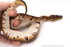 Africa Import Dinker Ball Python for sale