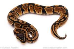 Africa Import Dinker Ball Python for sale