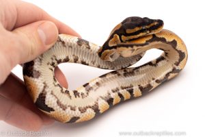 Africa Import Dinker Ball Python for sale