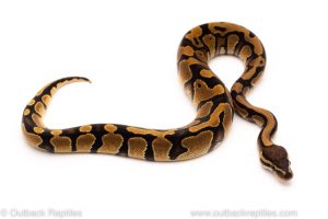 Africa Import Dinker Ball Python for sale