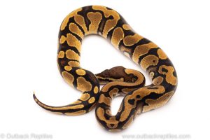 Africa Import Dinker Ball Python for sale