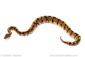 Africa Import Dinker Ball Python for sale