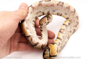 Africa Import Dinker Ball Python for sale