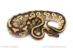 mojave het ghost pied ball python for sale