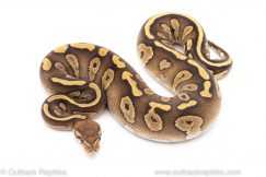 mojave red stripe ball python for sale