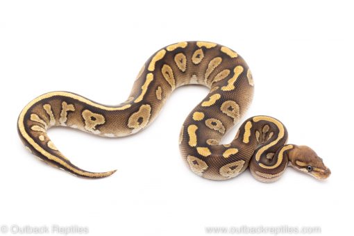 mojave red stripe ball python for sale