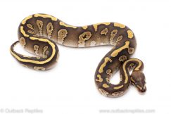 Mojave Red Stripe ball python for sale