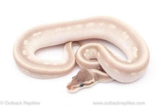mystic potion ball python for sale