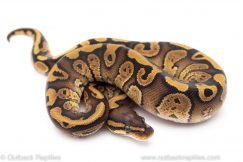 Mystic Red Stripe ball python for sale