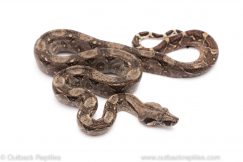 nicaraguan dwarf red tail boa constrictor for sale