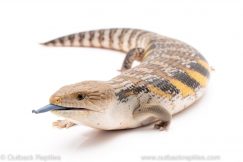 northern blue tongue skink for sale