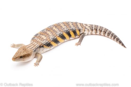 northern blue tongue skink for sale