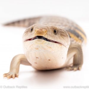 northern blue tongue skink for sale