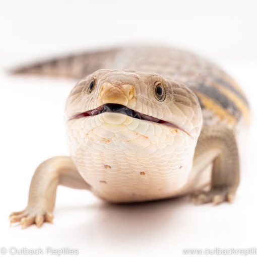 northern blue tongue skink for sale