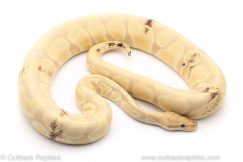 Paradox Lavender albino ball python for sale