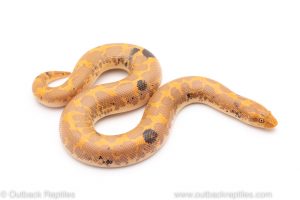 paradox albino kenyan sand boa for sale