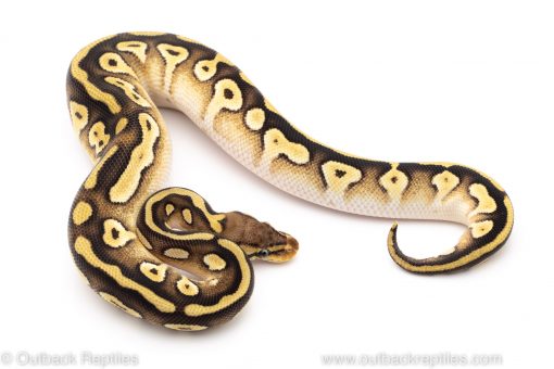 pastave ghost pied ball python for sale