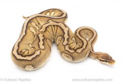 Pastave Red Stripe ball python for sale