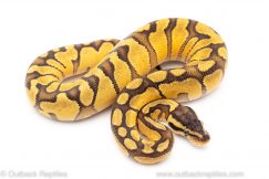 Pastel Enchi Red Stripe ball python for sale