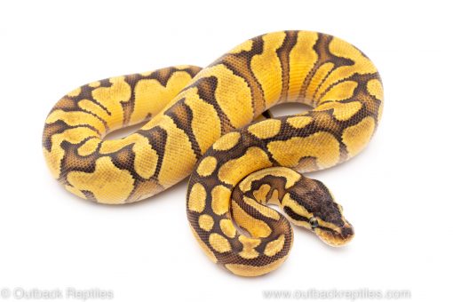 Pastel Enchi Red Stripe ball python for sale