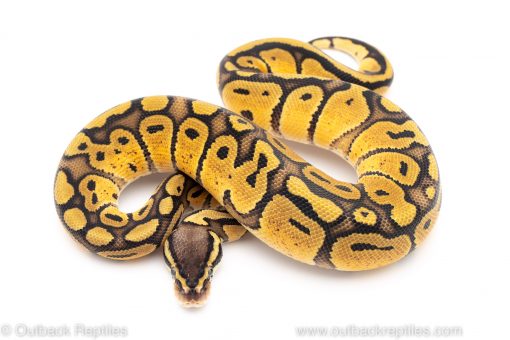pastel red stripe ball python for sale