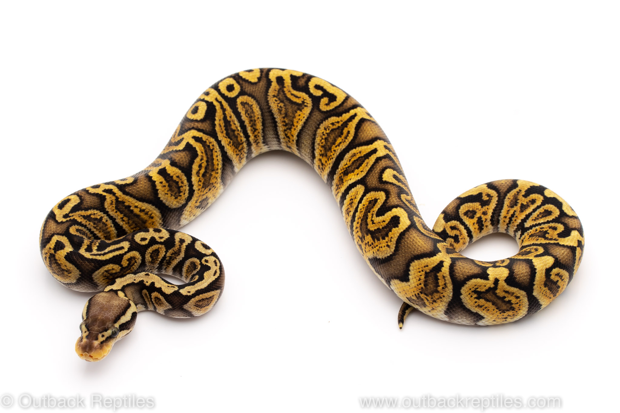 Pastel GHI ball python for sale