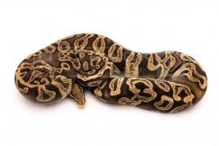 pastel ghi adult breeder ball python for sale
