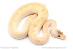 pastel leopard champagne ball python for sale