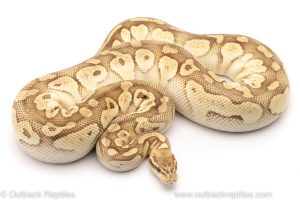 pastel lesser ball python for sale