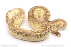 Pastel lesser ball python for sale