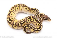 Pastel Lesser Red Stripe ball python for sale