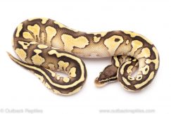 Pastel Lesser Red Stripe ball python for sale