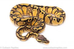 Pastel red stripe ball python for sale
