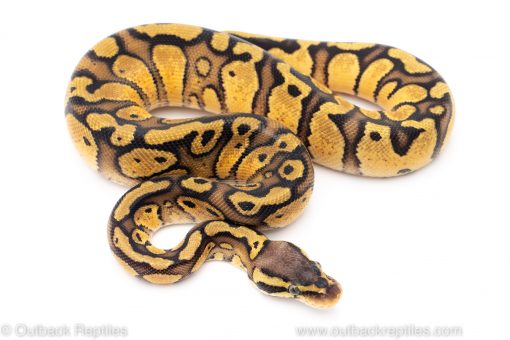 Pastel red stripe ball python for sale