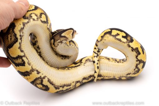 pastel yellowbelly ball python for sale