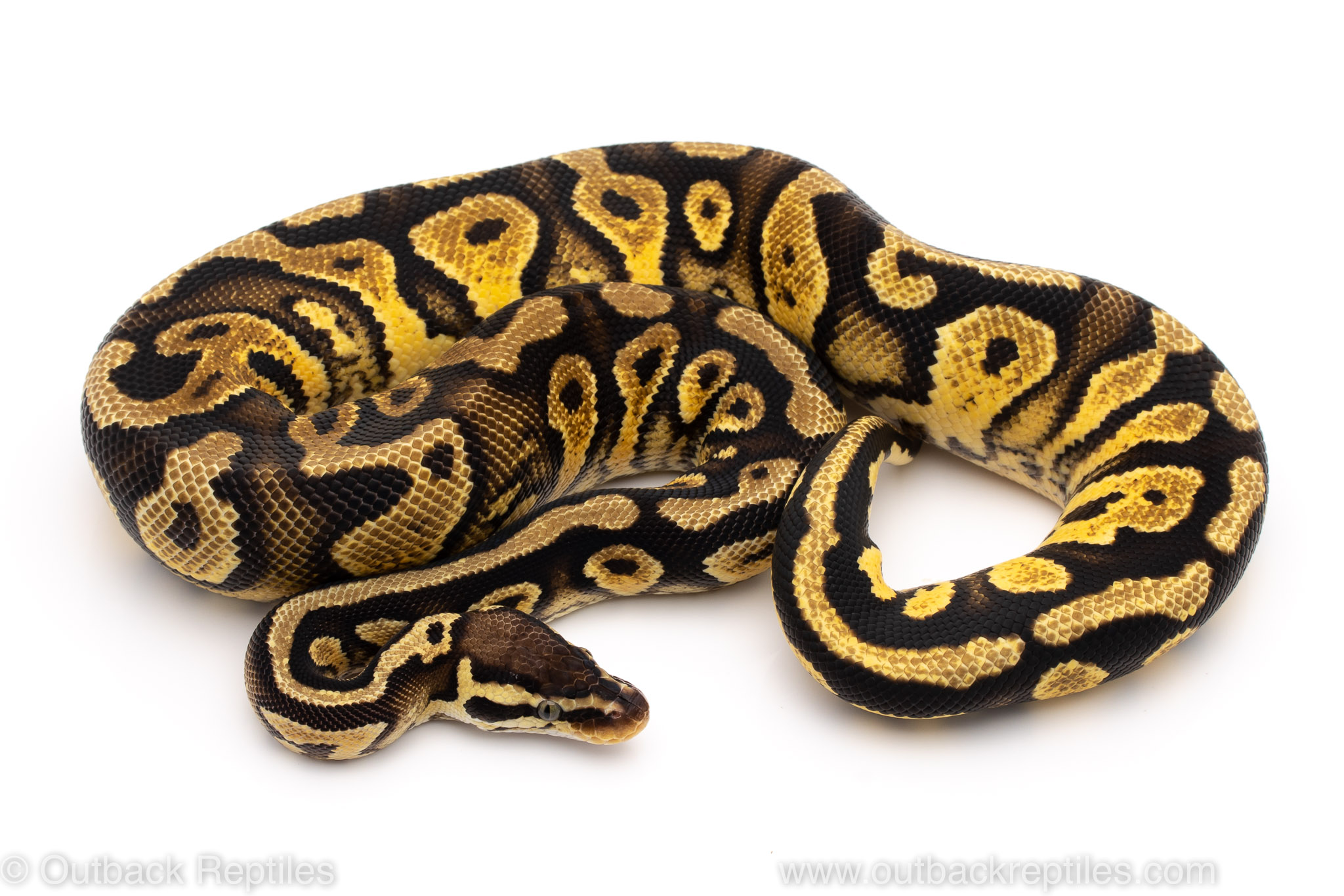 Pastel Yellowbelly ball python for sale