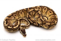 Pastel Yellowbelly red Stripe ball python for sale