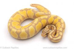 pastel enchi banana ball python for sale