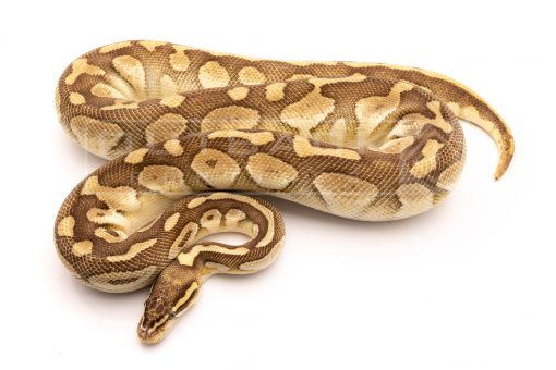 pastel lesser adult breeder ball python for sale