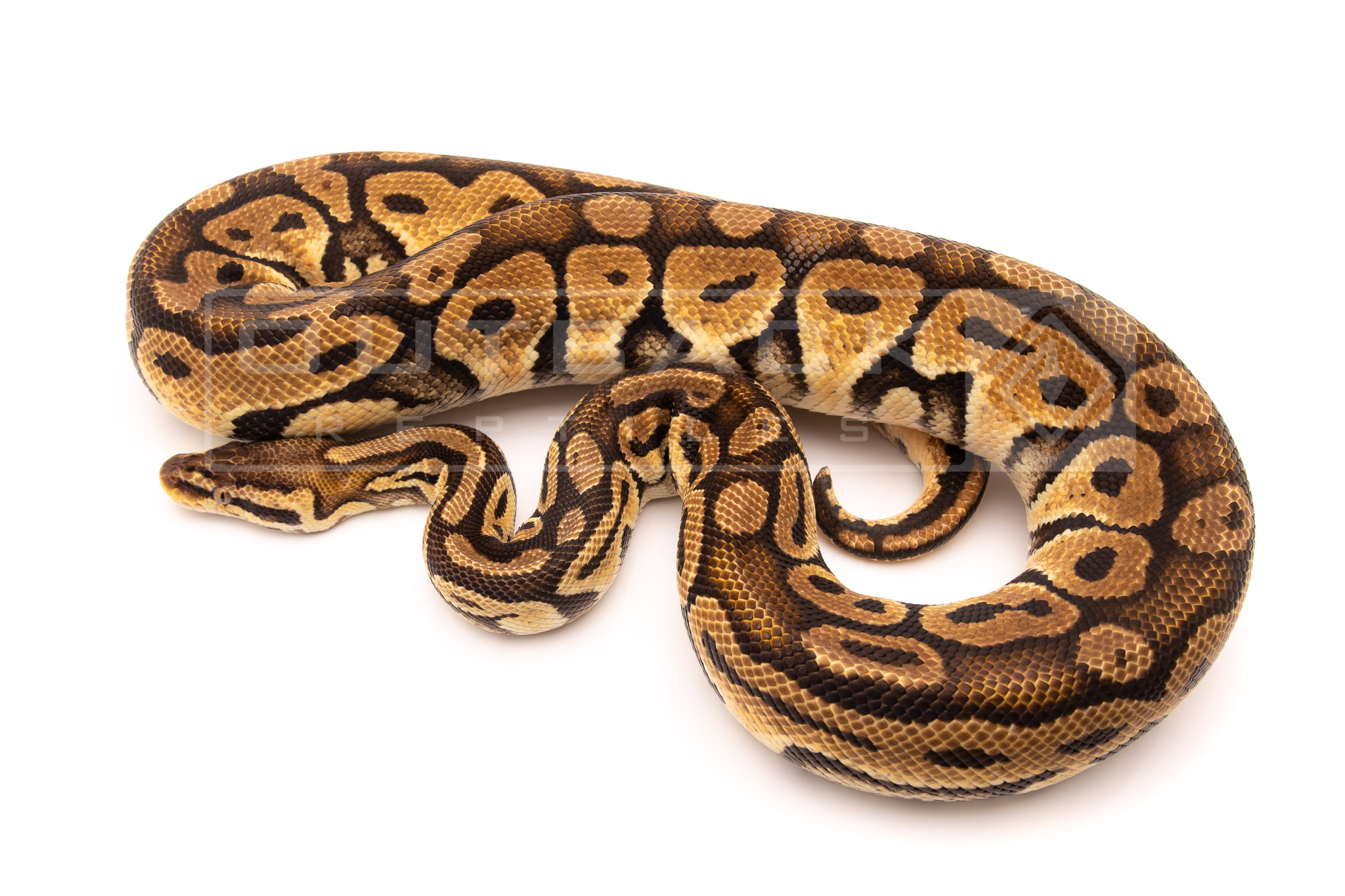 pastel russo adult breeder ball python for sale