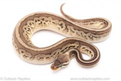pewter leopard het pied ball python for sale
