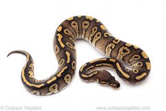 Phantom red stripe ball python for sale