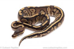 phantom red stripe ball python for sale