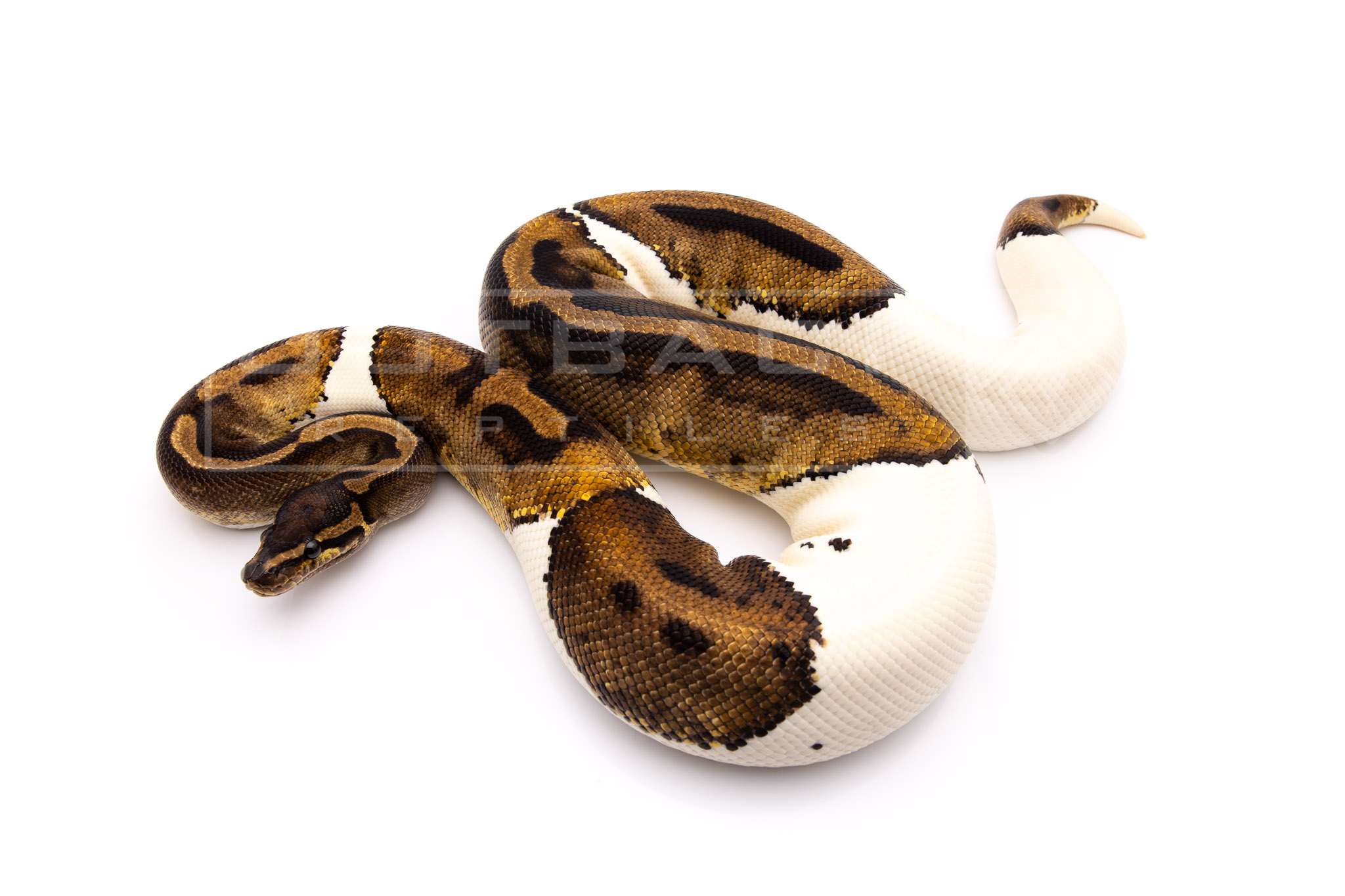 Pied adult breeder ball python for sale