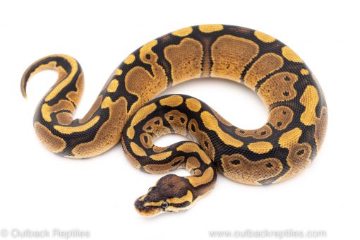 Red Stripe ball python for sale