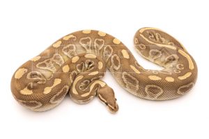 sable lesser adult breeder ball python for sale