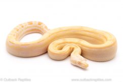 Sharp albino Motley red tail boa constrictor for sale