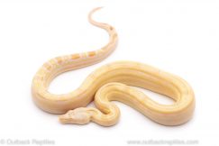 sharp albino motley red tail boa constrictor for sale